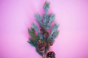 Frosted pine branch with cones.